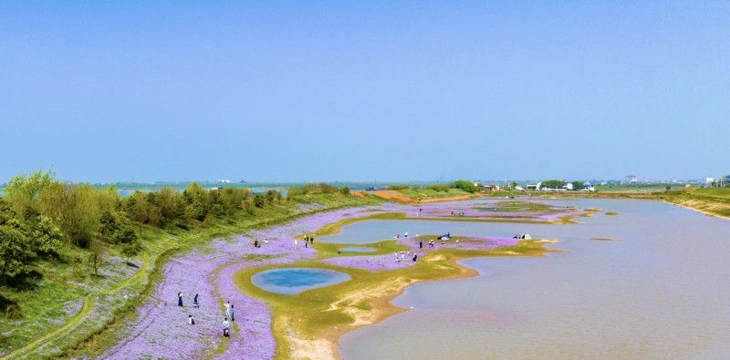 組圖｜樂享春光，湘江邊的這片紫云英太夢幻