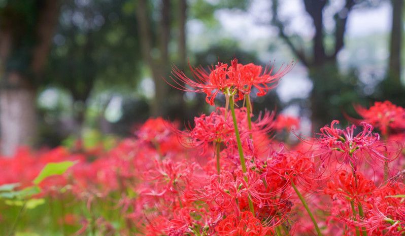 組圖丨彼岸花盛開桃子湖，引眾游客圍觀